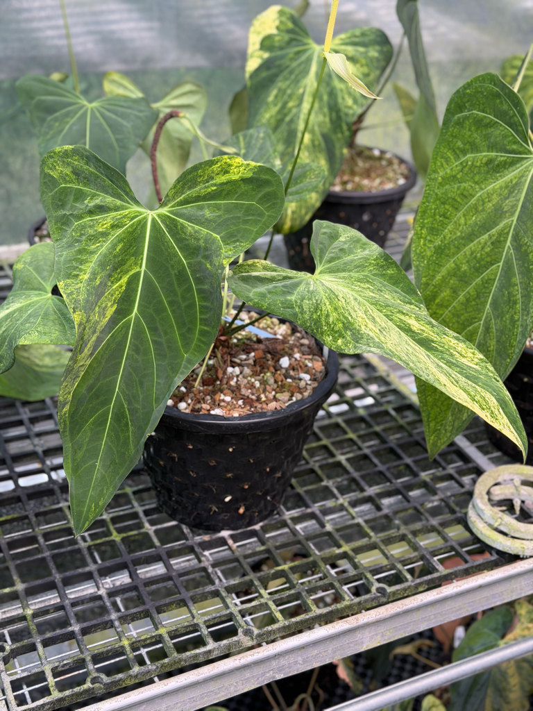 Anthurium Velvet Delta 31.png