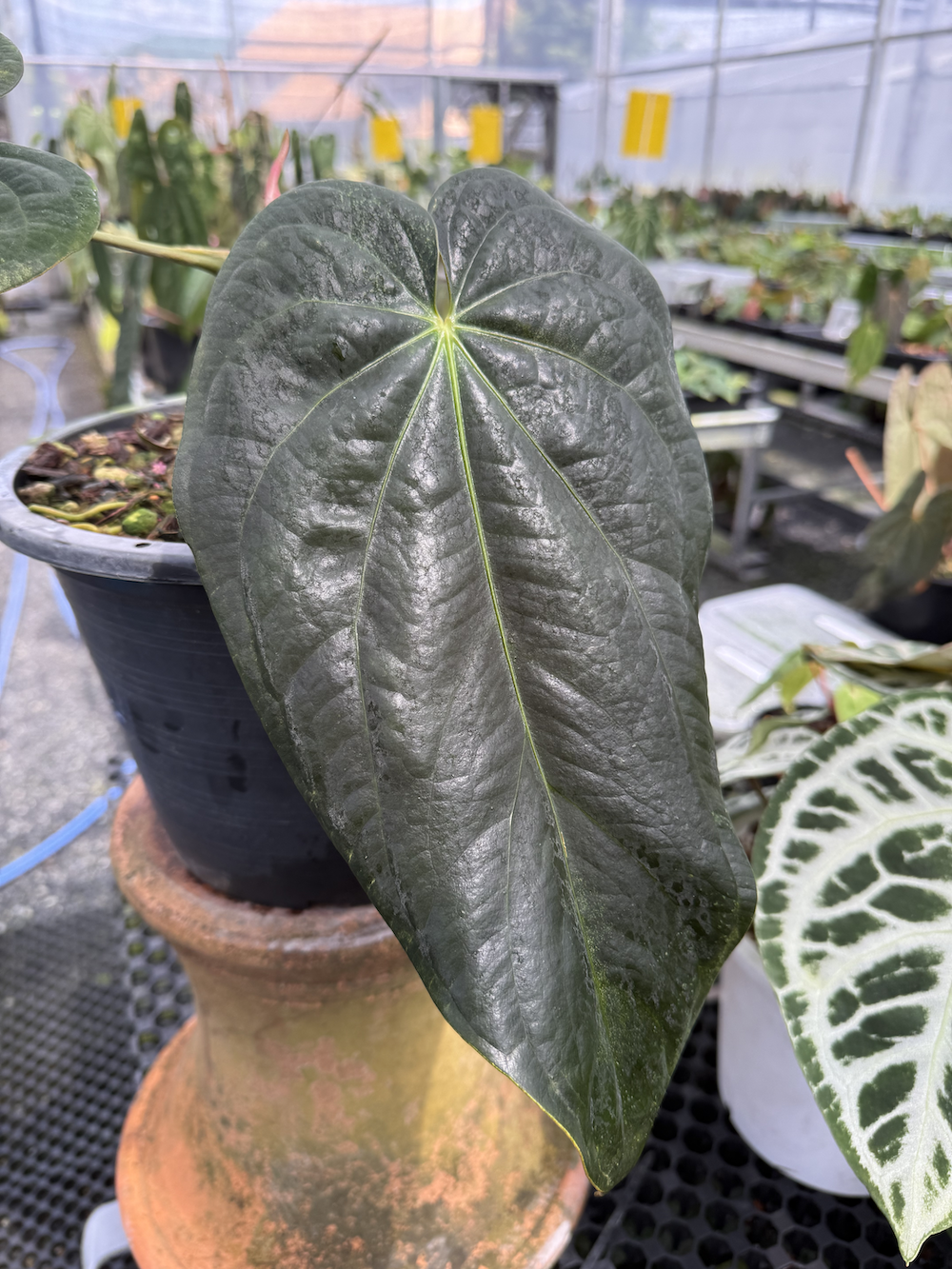 Anthurium AOS x BVEP TZ Select.png