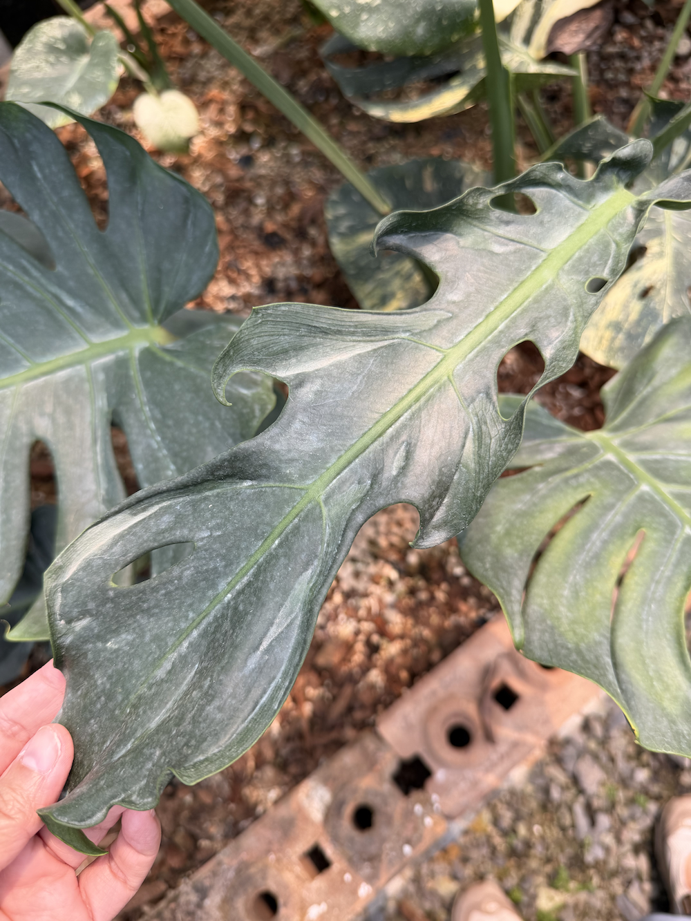 Monstera deliciosa Typhoon.png