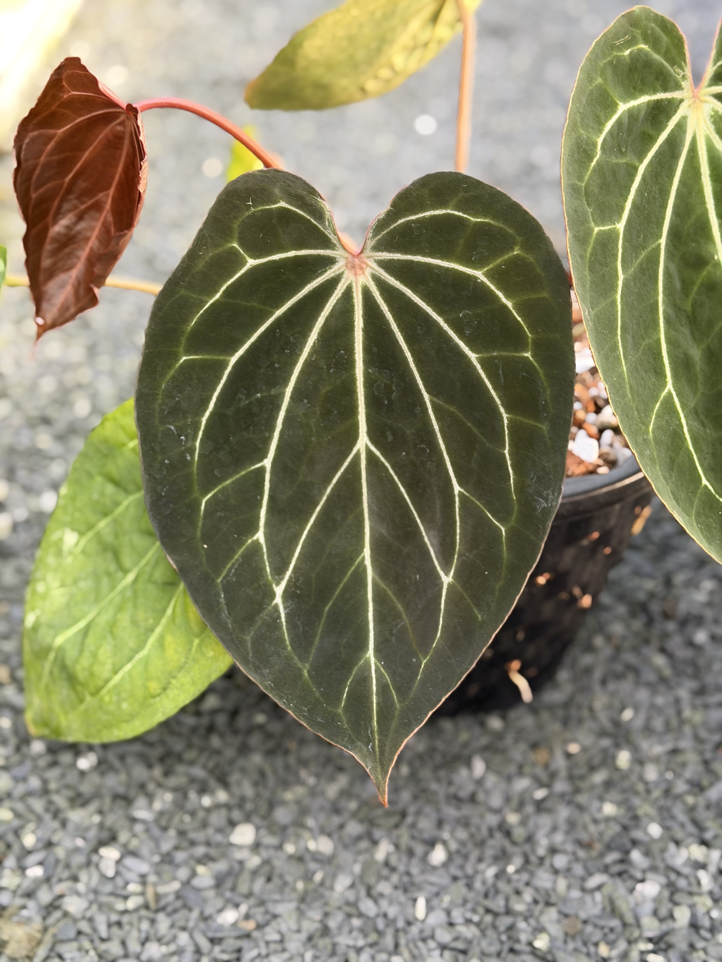 Anthurium Scarlet Jane.png