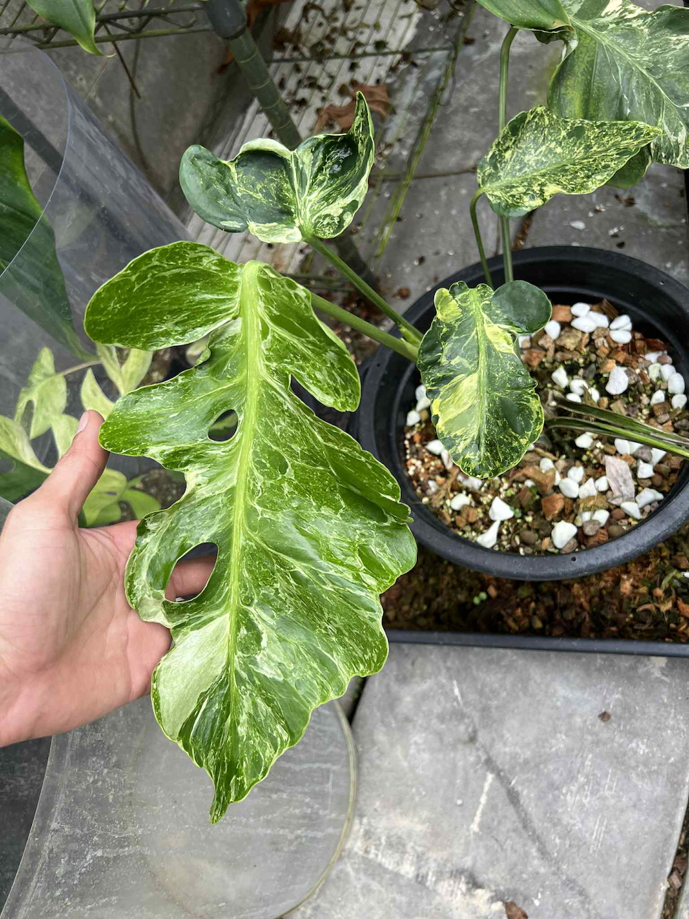 Monstera deliciosa Thunderbolt.png
