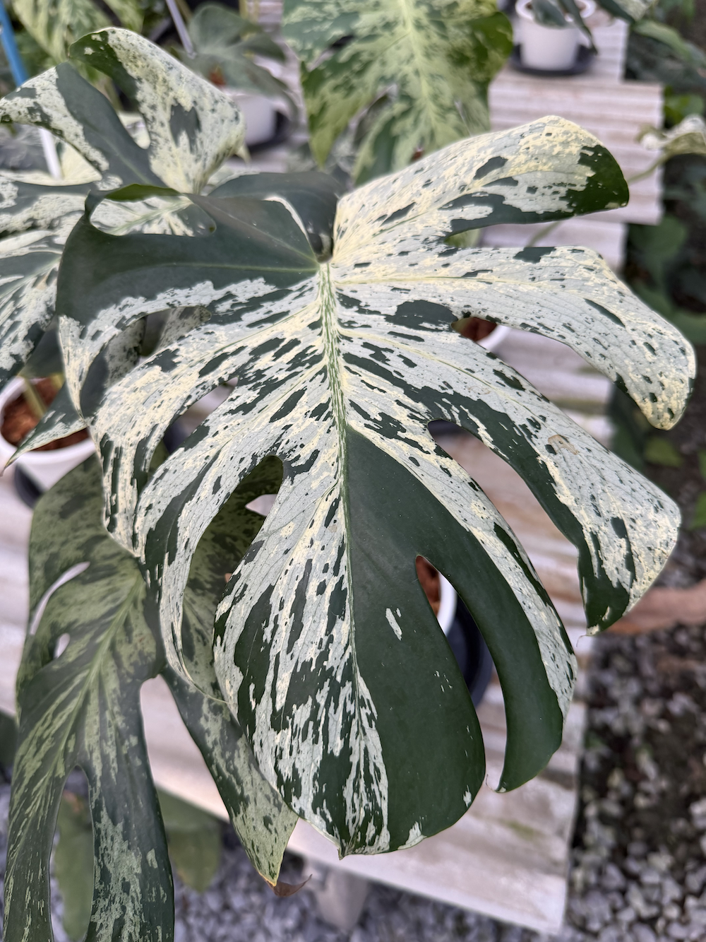 Monstera deliciosa Bulbasuar.png