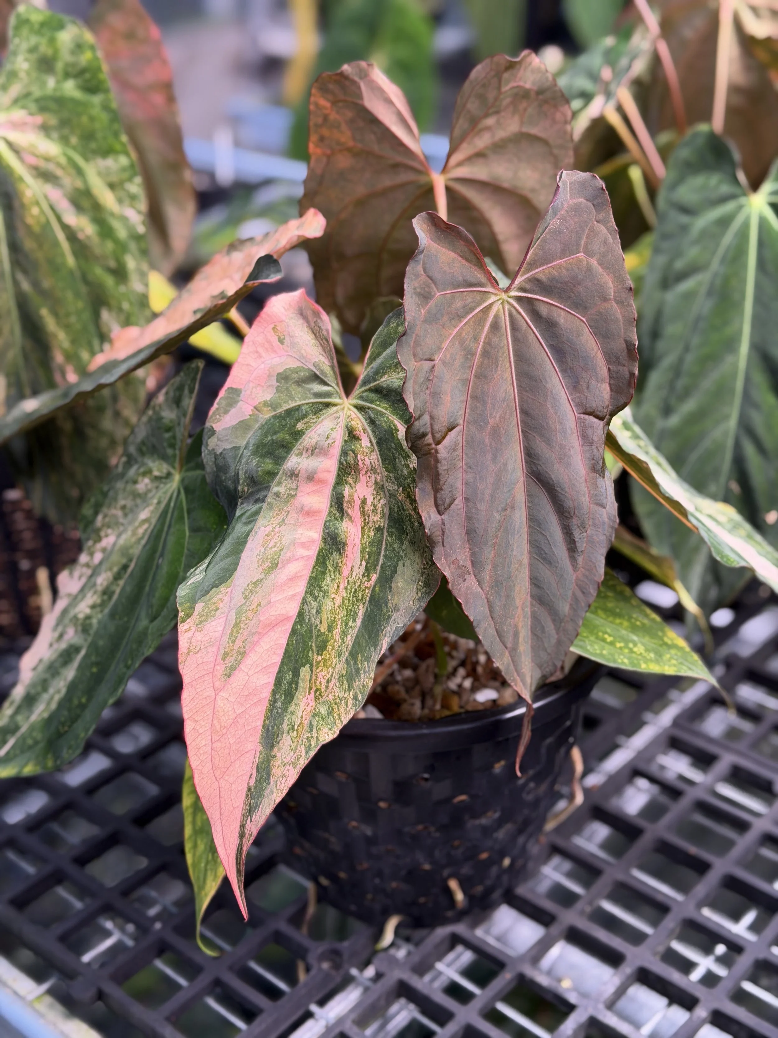 Anthurium Rusty Long RL 100.png