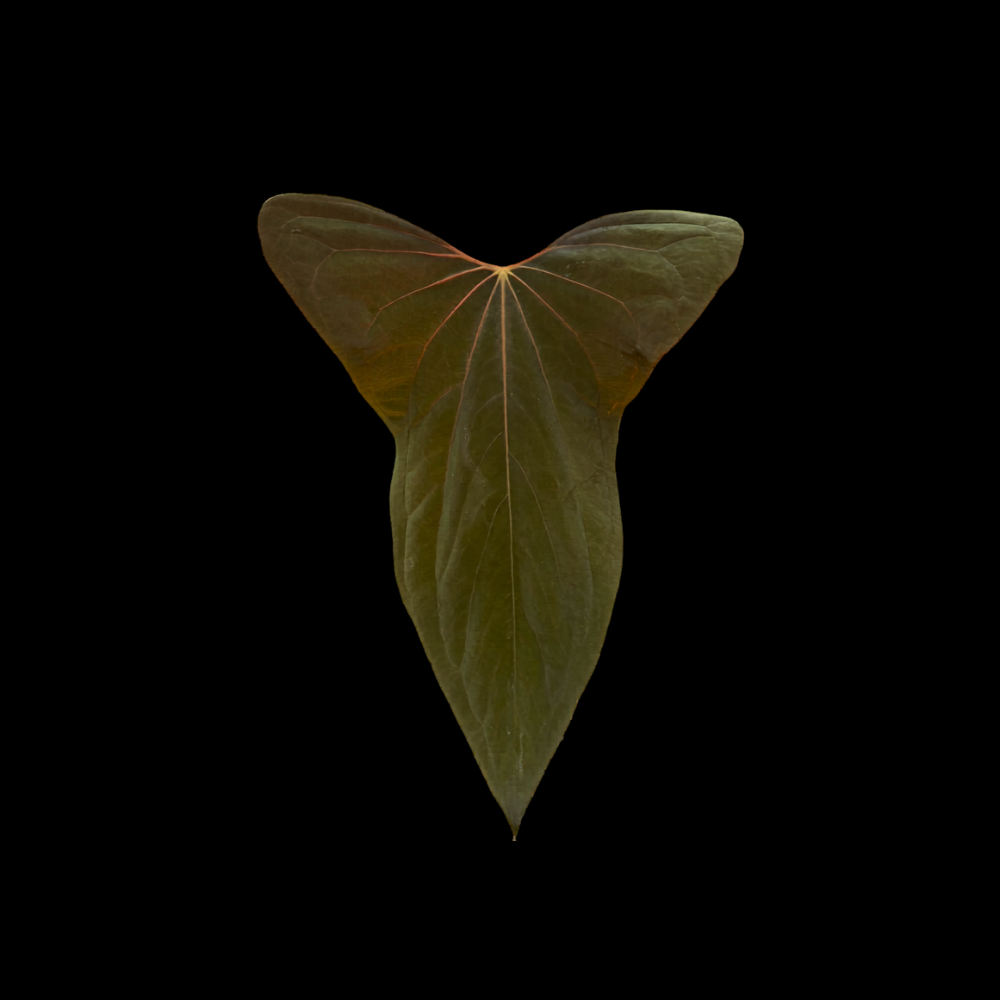 Anthurium DFRL