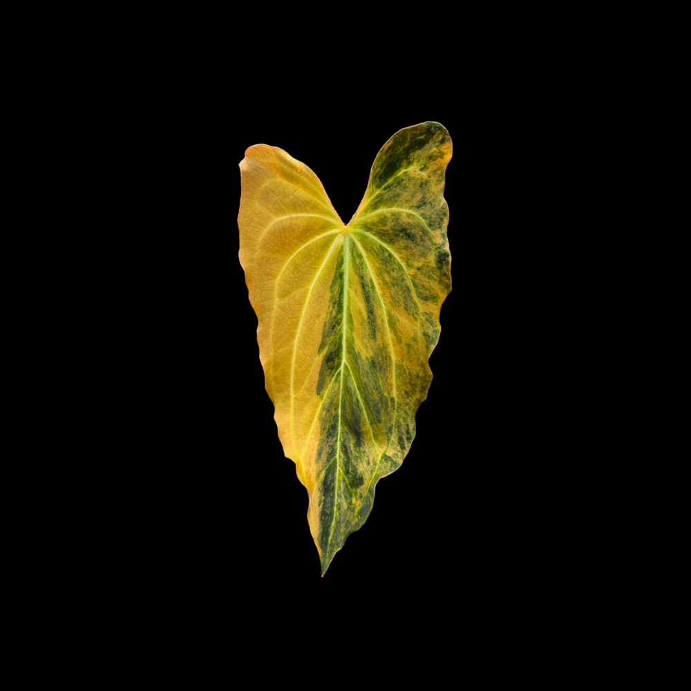 Anthurium Mystic Blaze