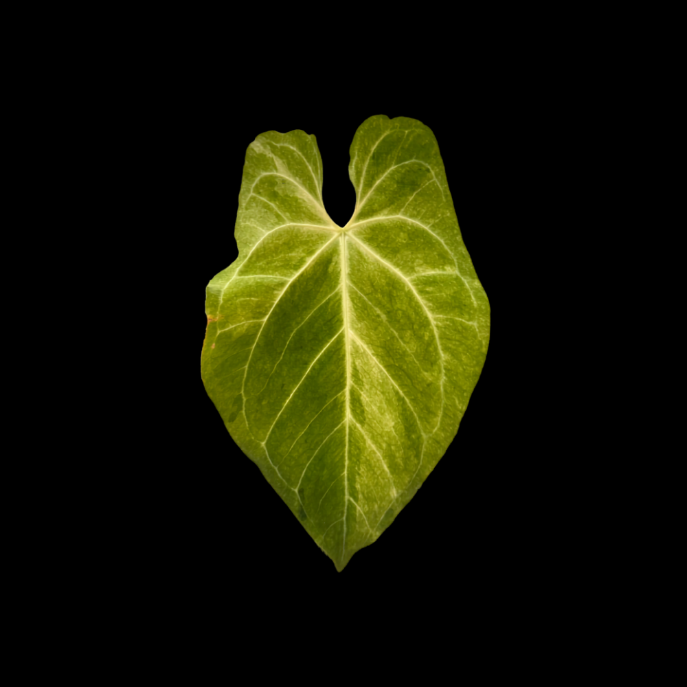 Anthurium Silver Hope x Hoffmanii