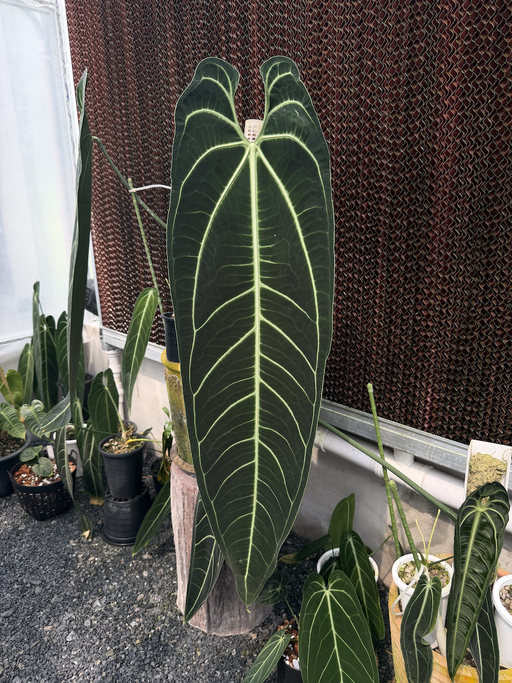 Anthurium warocqueanum.png