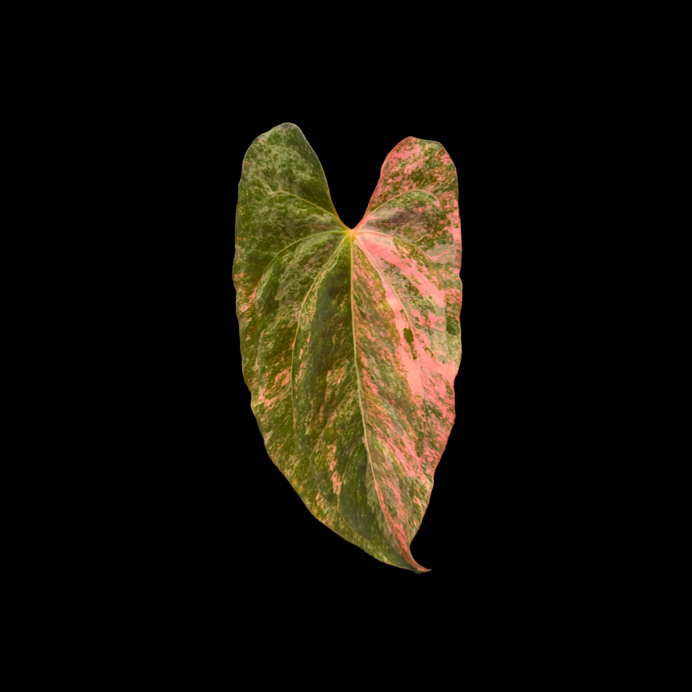 Anthurium Dark Mantra