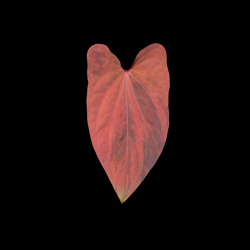 Anthurium Cleo