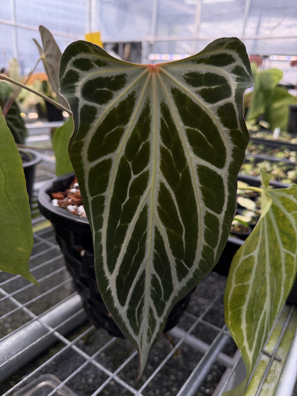 Anthurium Red FTG crystallinum.png