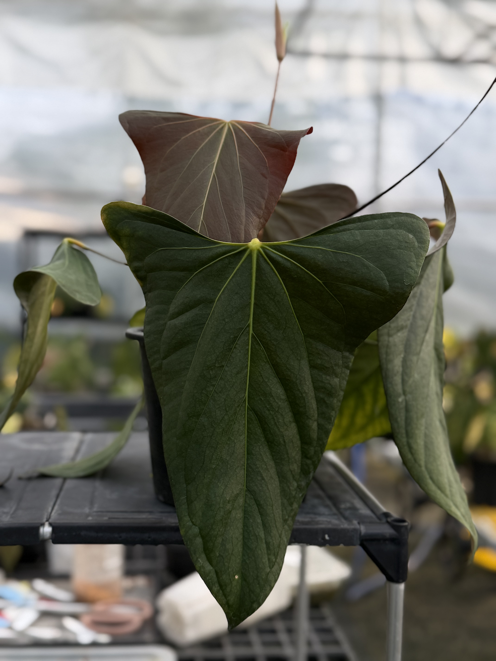 Anthurium portillae x Xdf.png