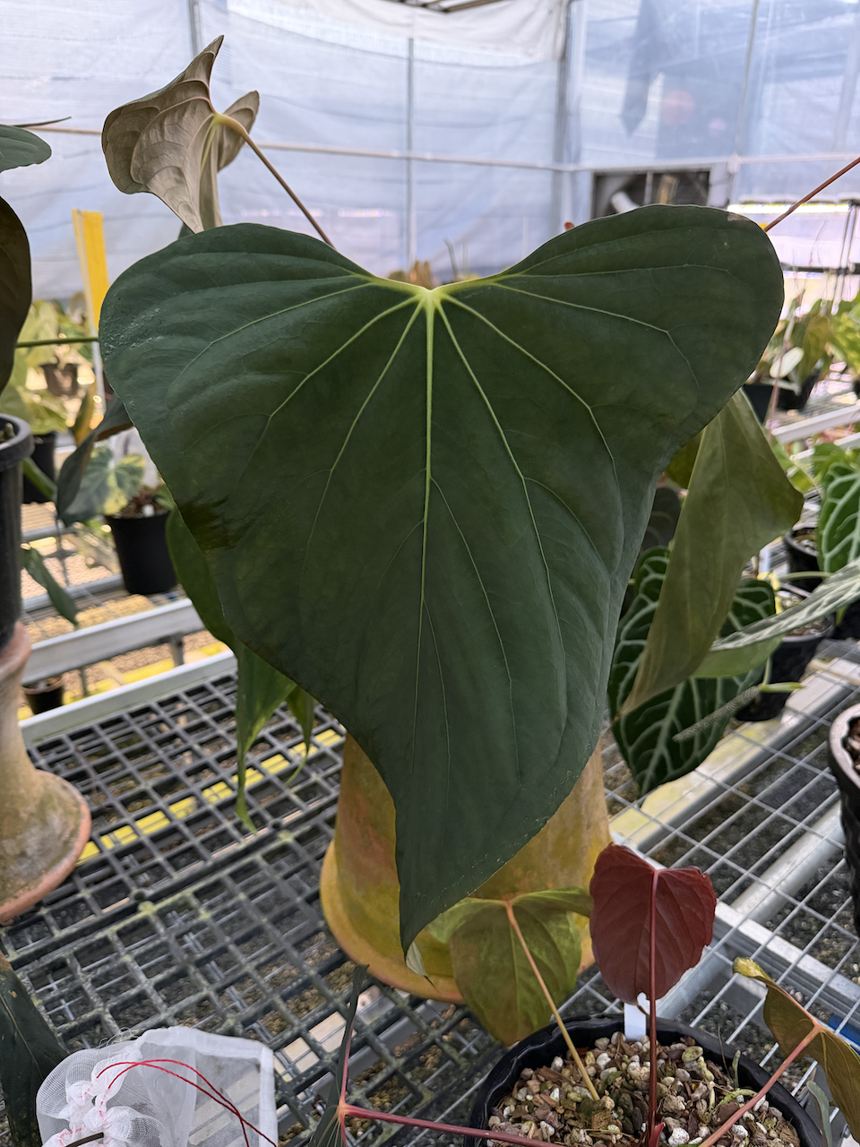 Anthurium sp. nov. DF