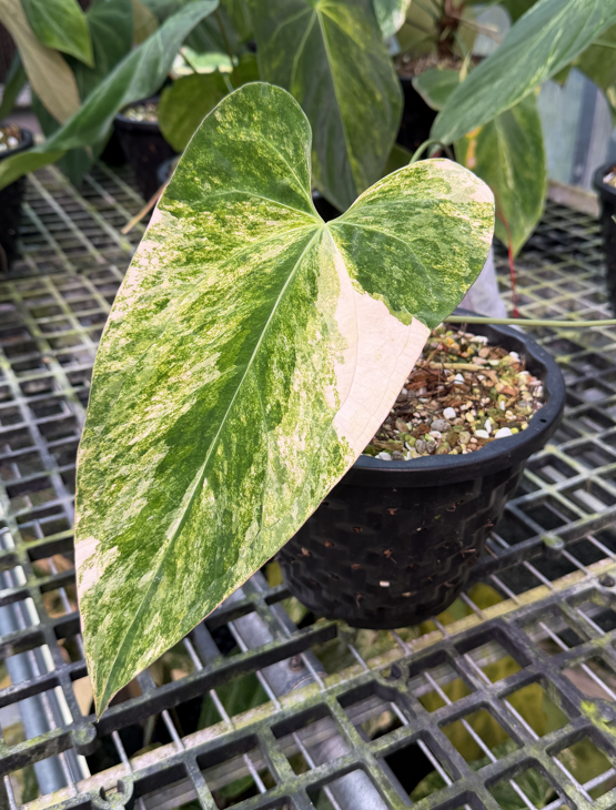 Anthurium Velvet Delta 17.png