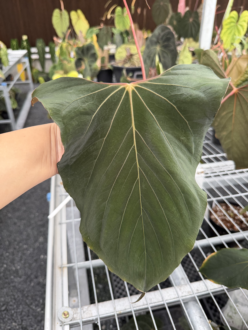 Anthurium papillilaminum RL
