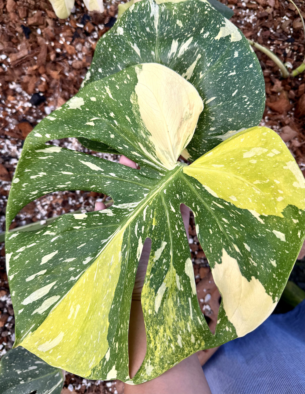 Monstera deliciosa Miracle.png