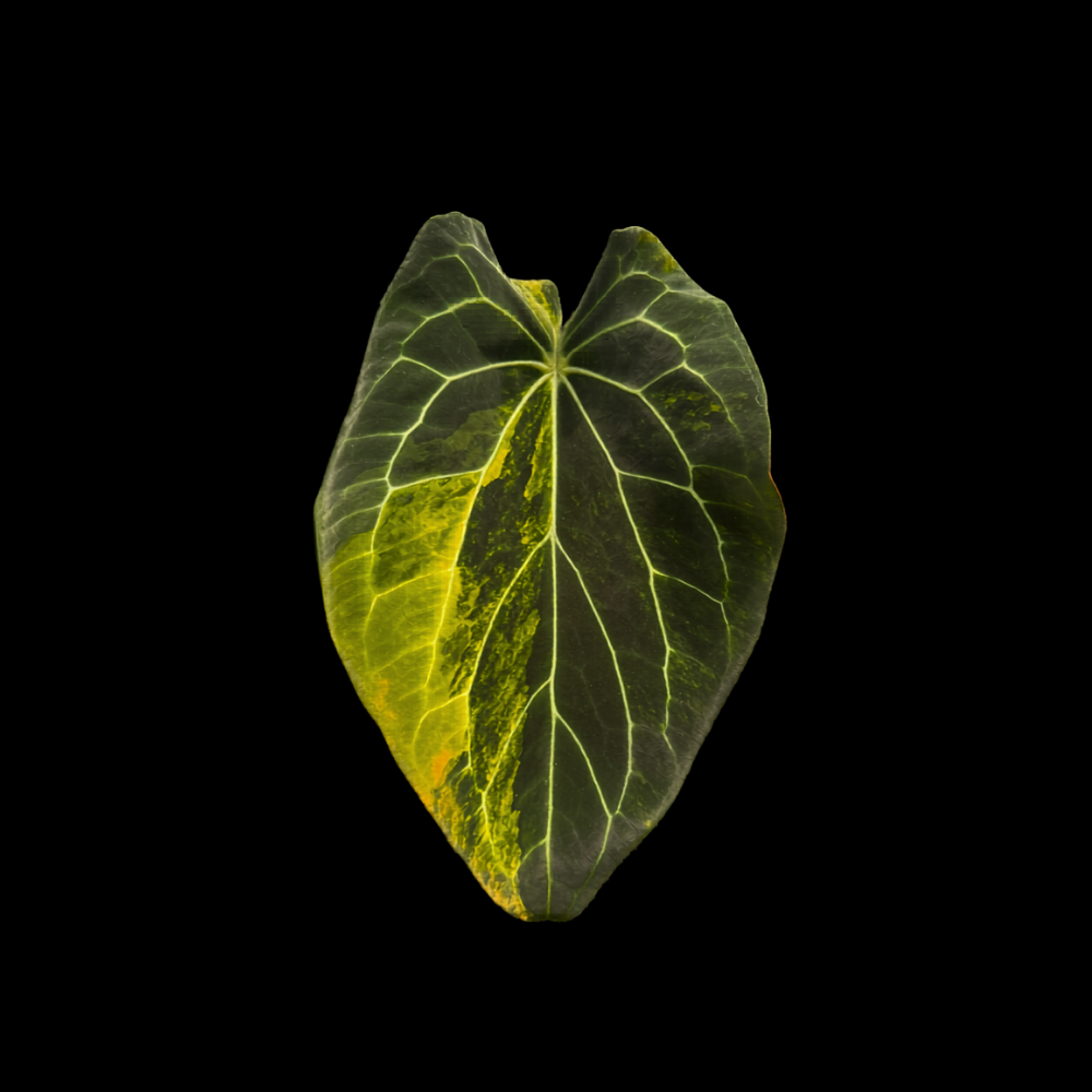 Anthurium FHV
