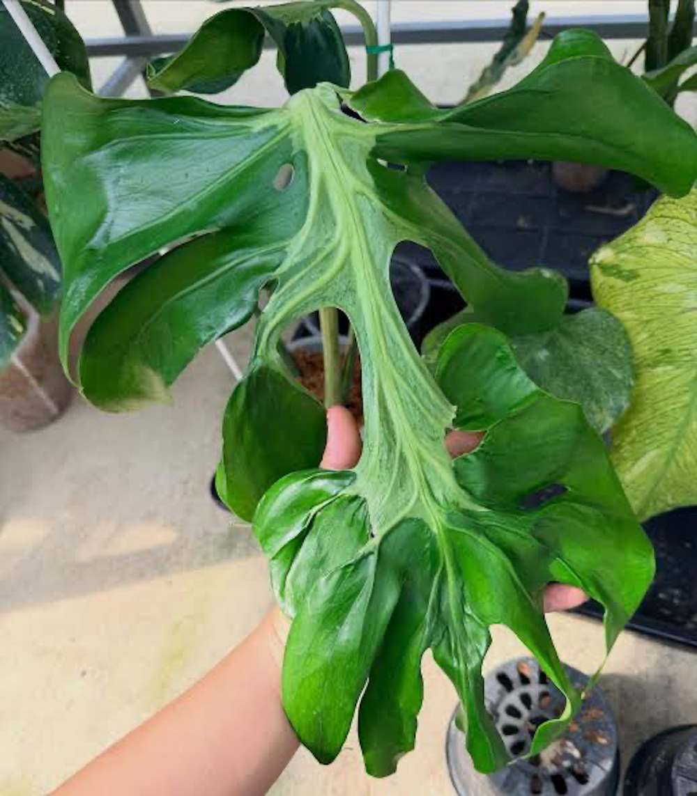 Monstera deliciosa Silver Lava.png