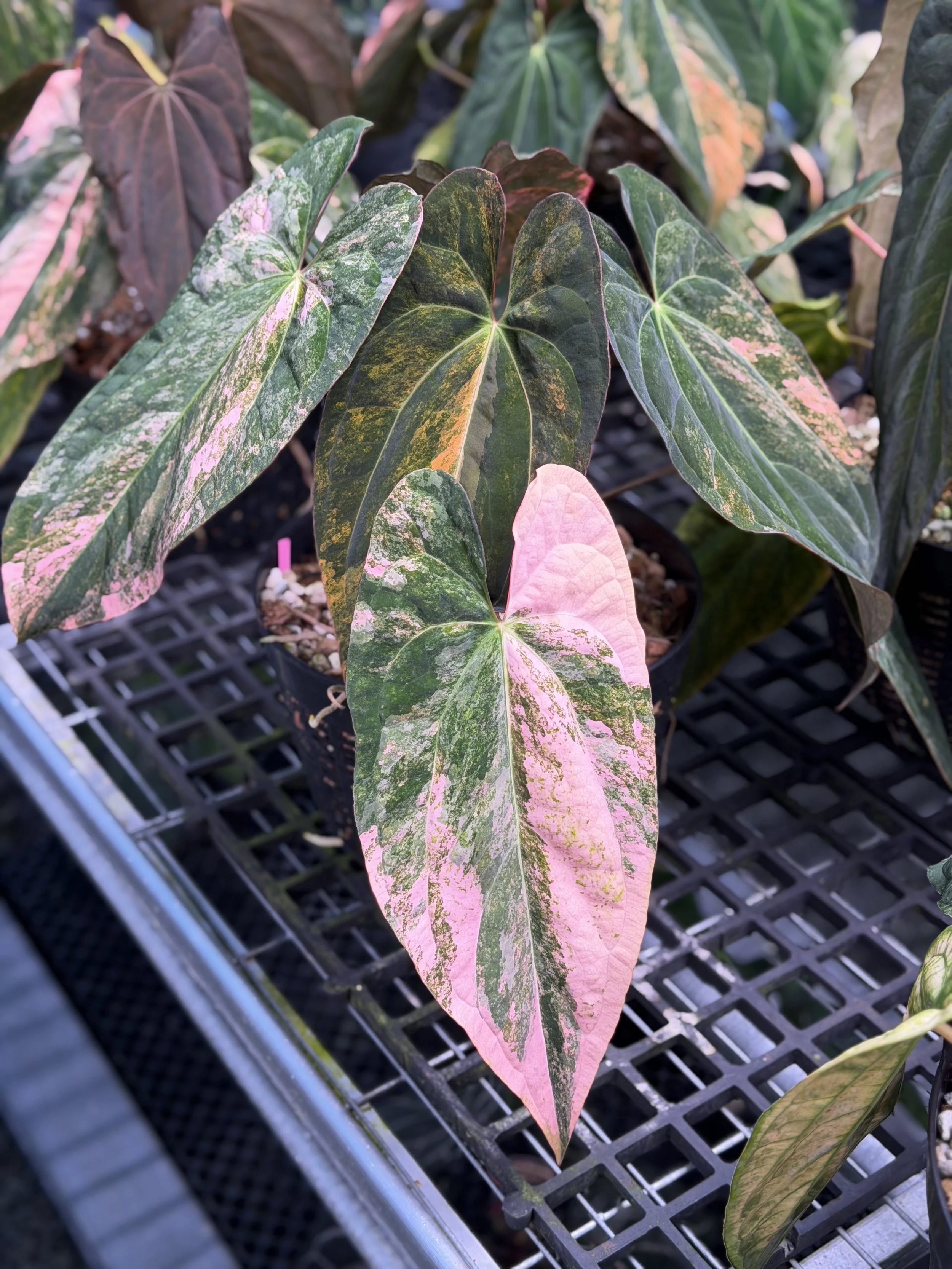 Anthurium Rusty Long RL 109.png