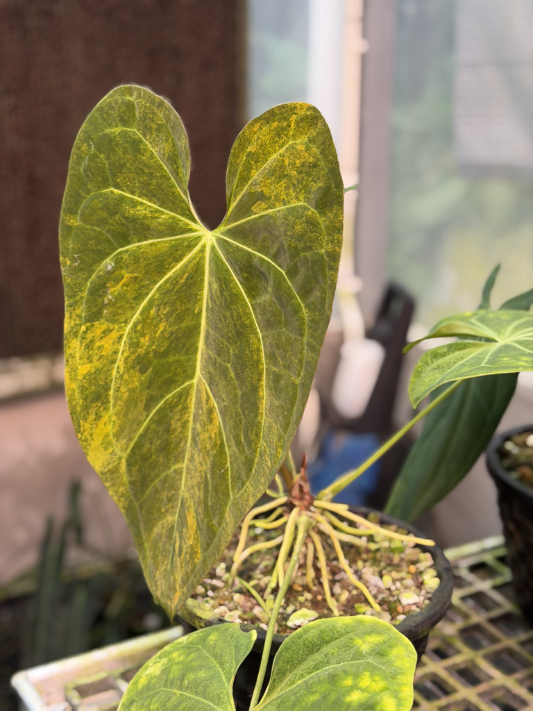 Anthurium Velvet Delta A2.png