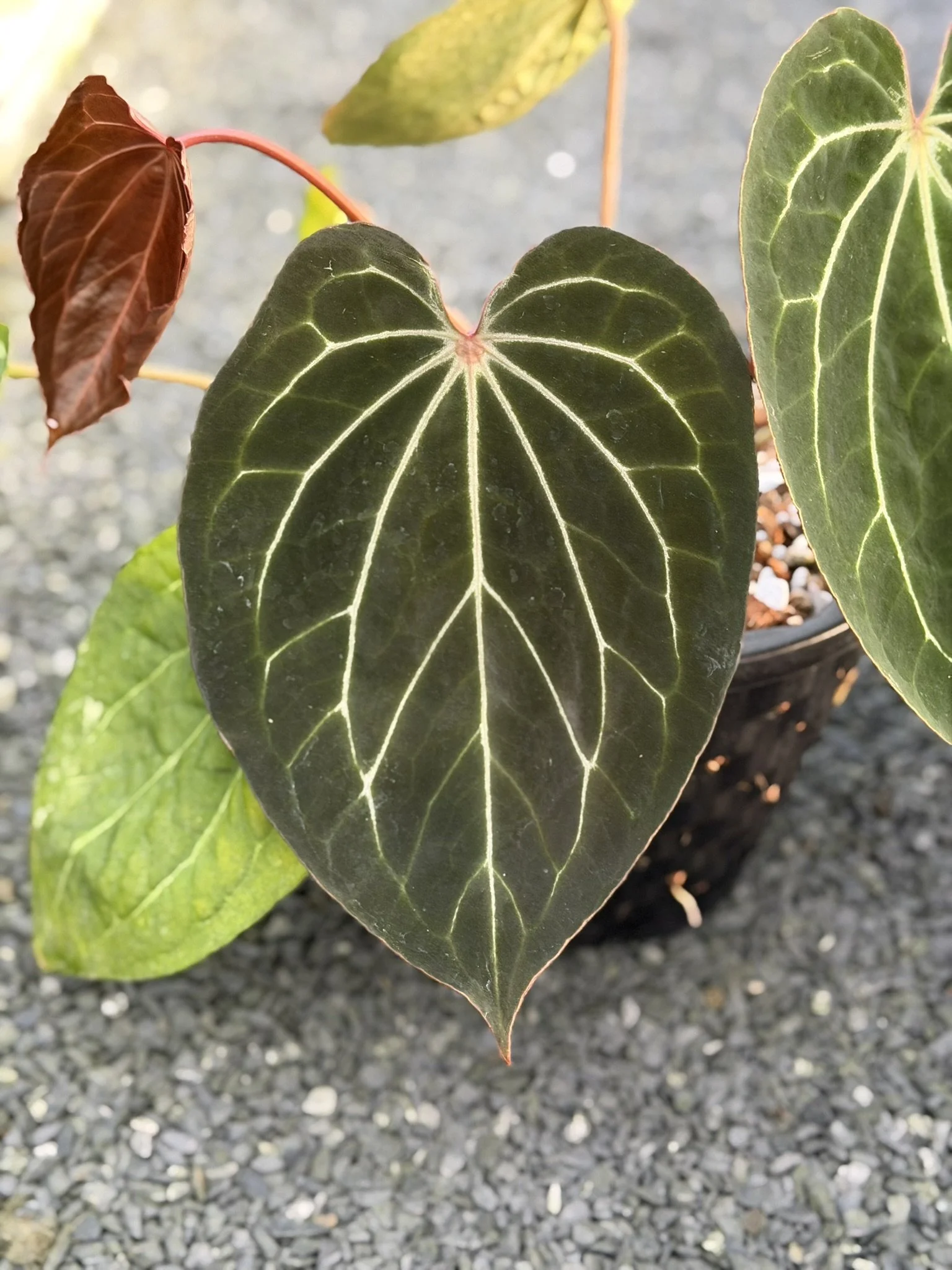 Anthurium Silverflare