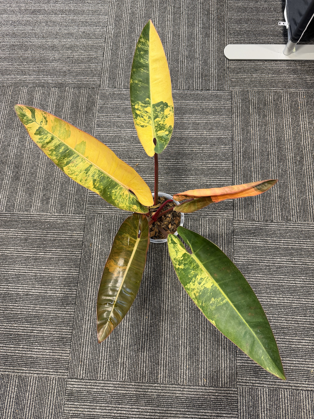 Philodendron Canoe.png