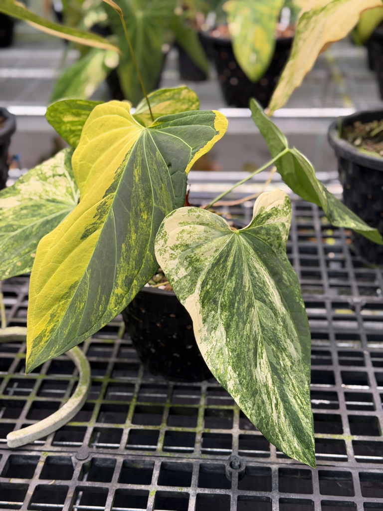 Anthurium Velvet Delta 29.png