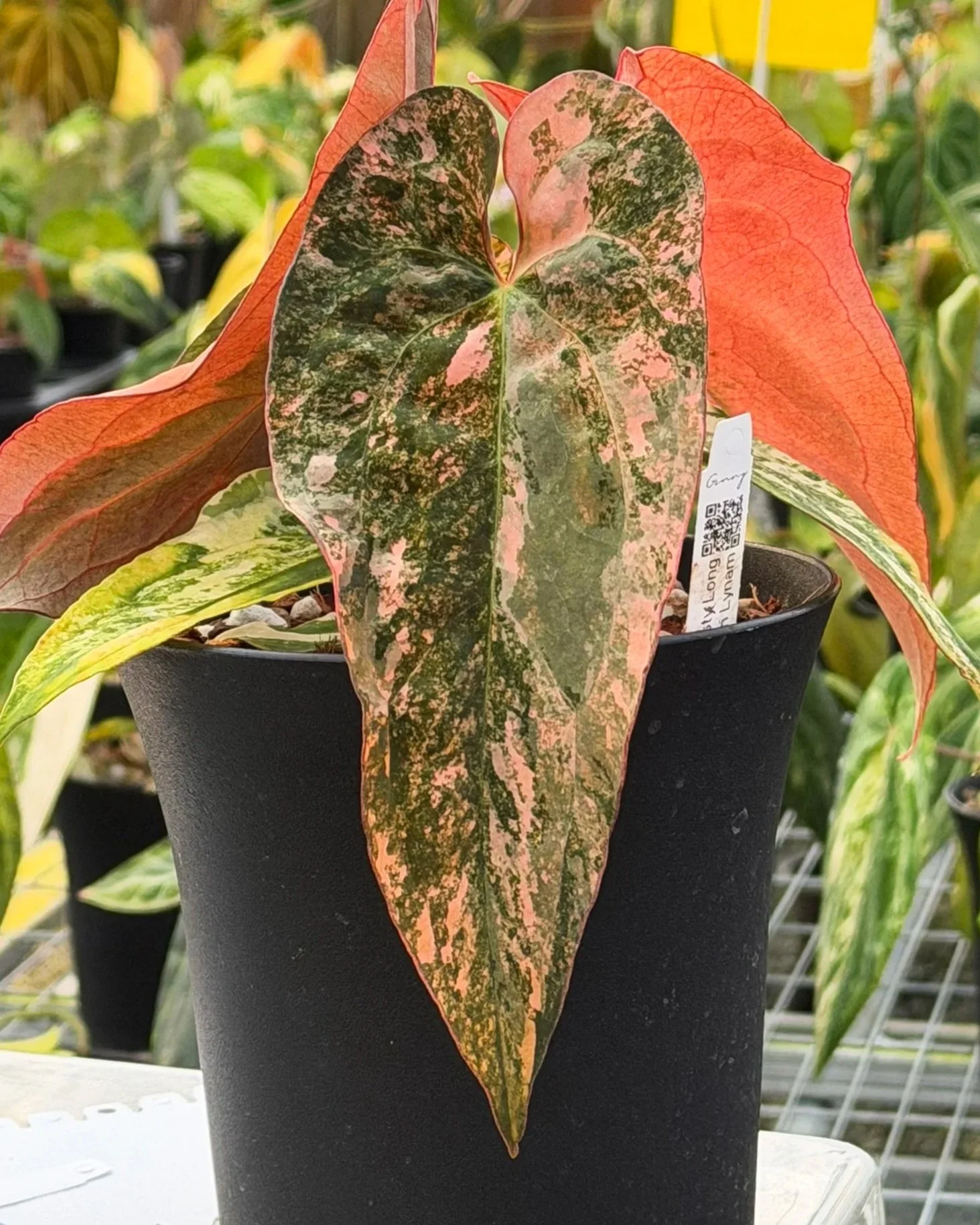 Anthurium Rusty Long RL