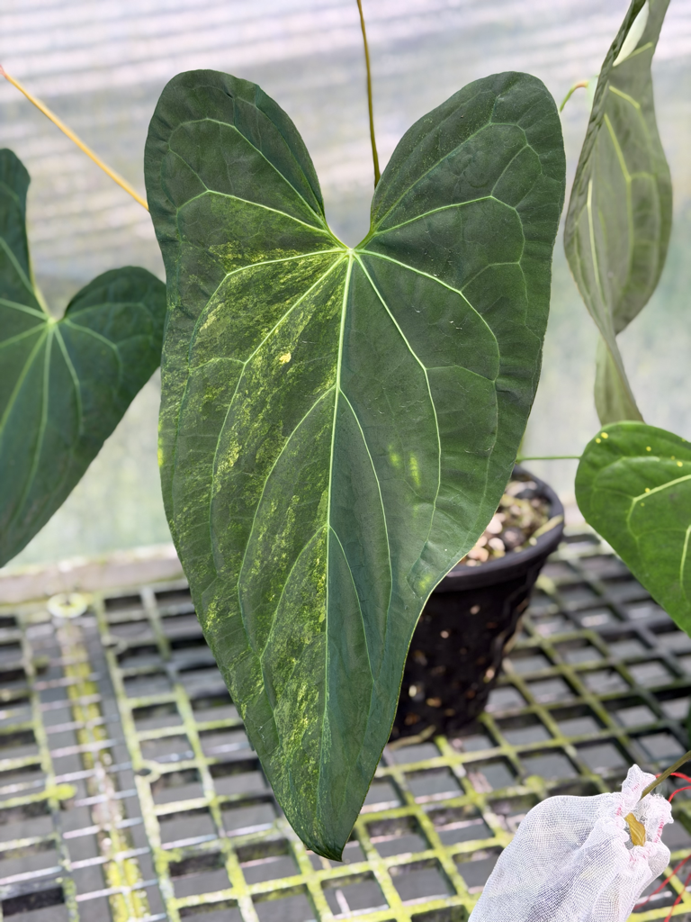 Anthurium Velvet Delta 30.png