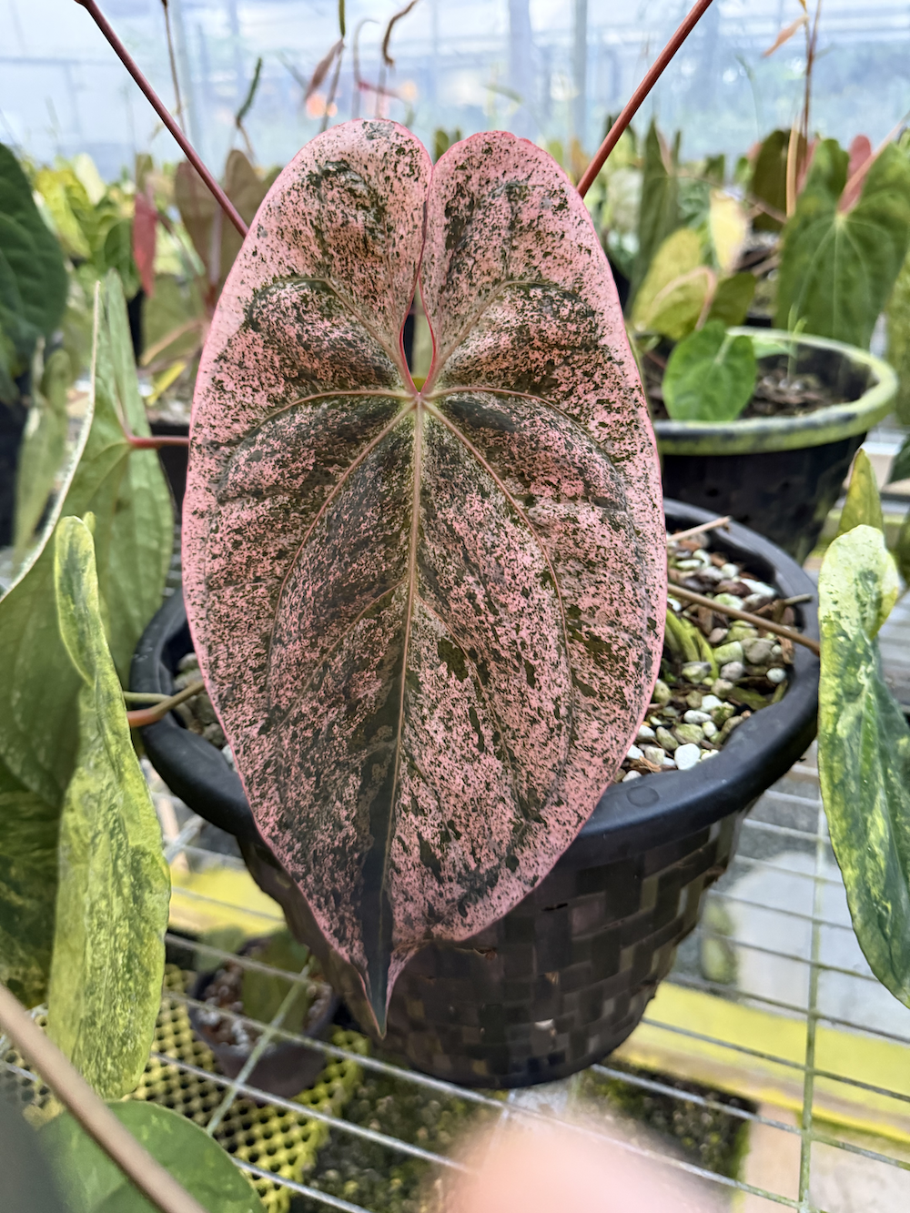 Anthurium Bullion x Peach Lava.png
