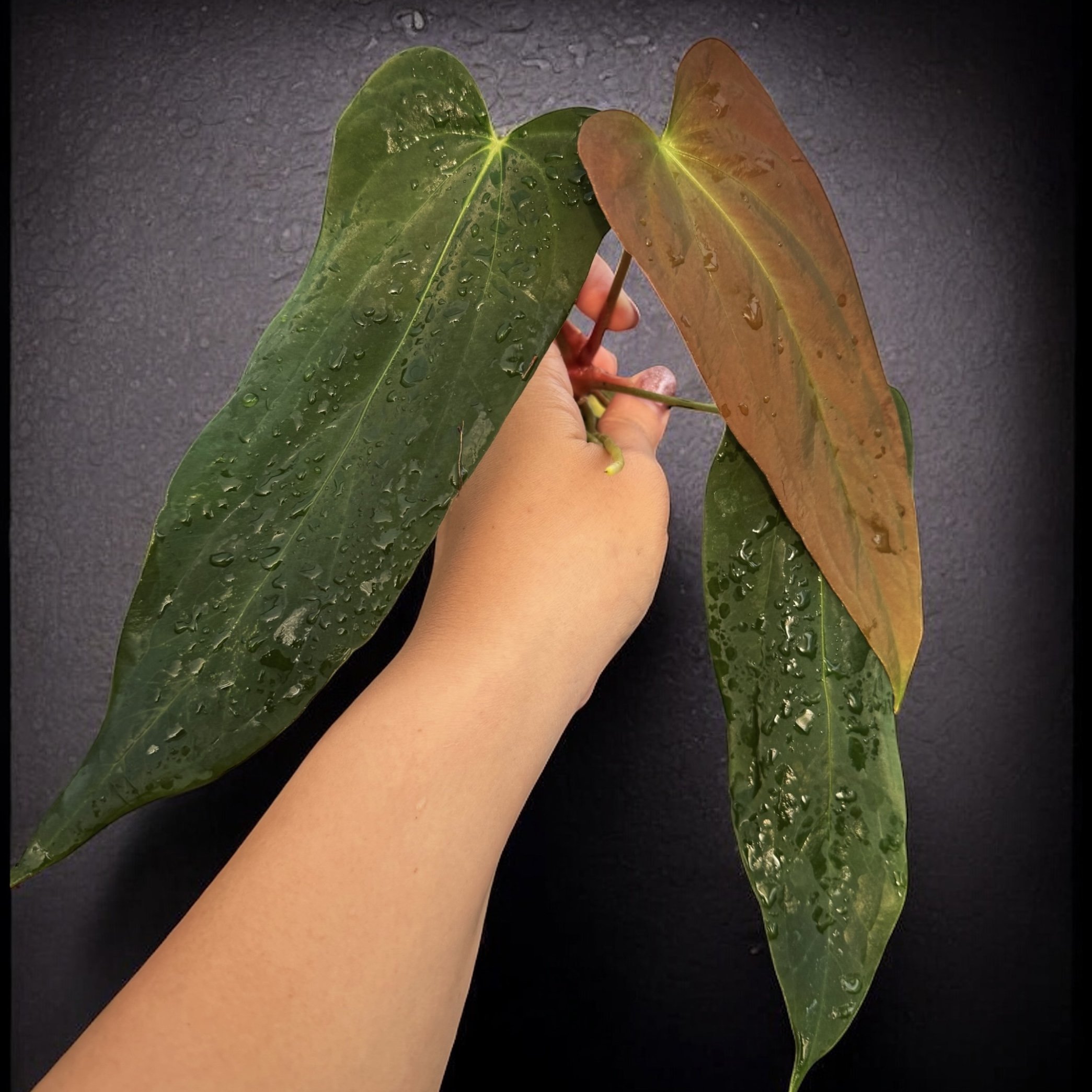 Anthurium (AOSxBVEP) x PORTFS