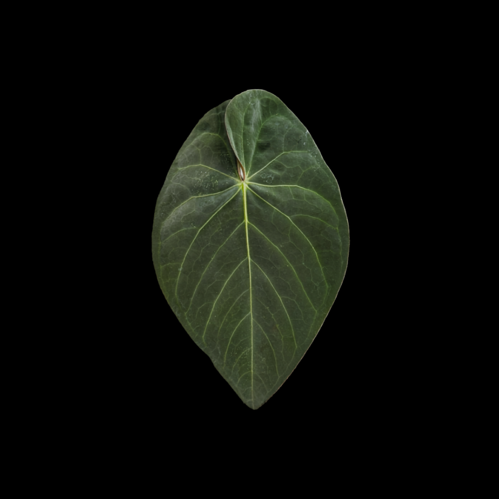 Anthurium Black Cherry