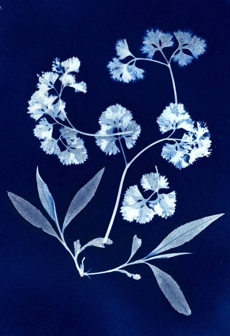 Cours cyanotype personnalisé