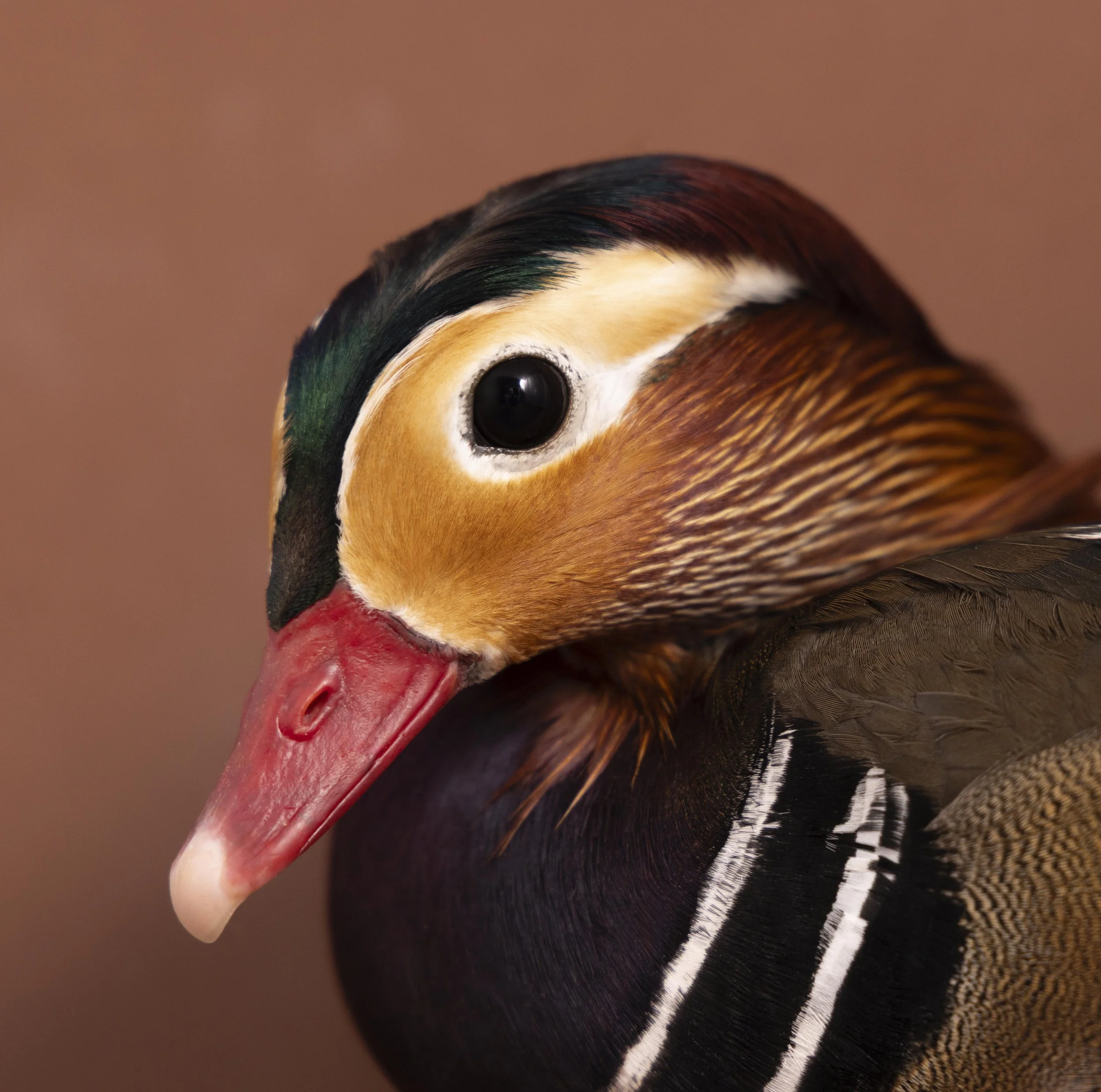Cours photoshop (minimum 6 personnes)