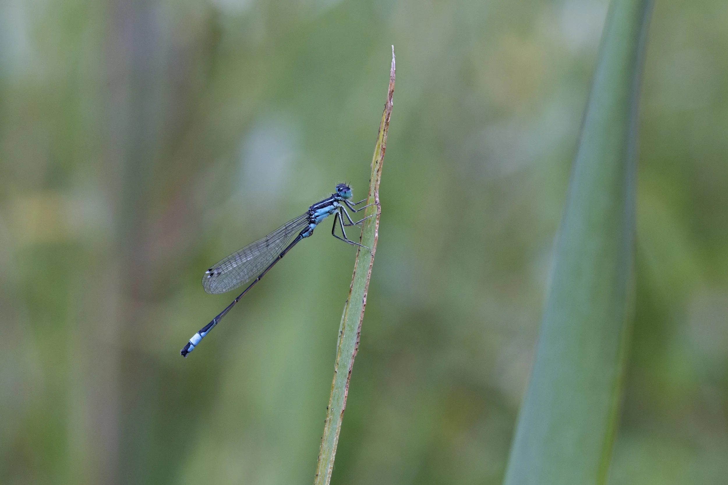 Macro libellules 6h
