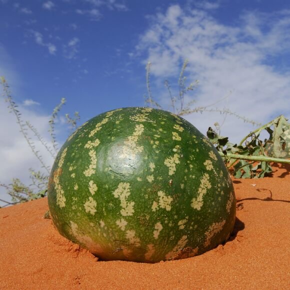 Large melon growing in desert sand with sparse vegetation..