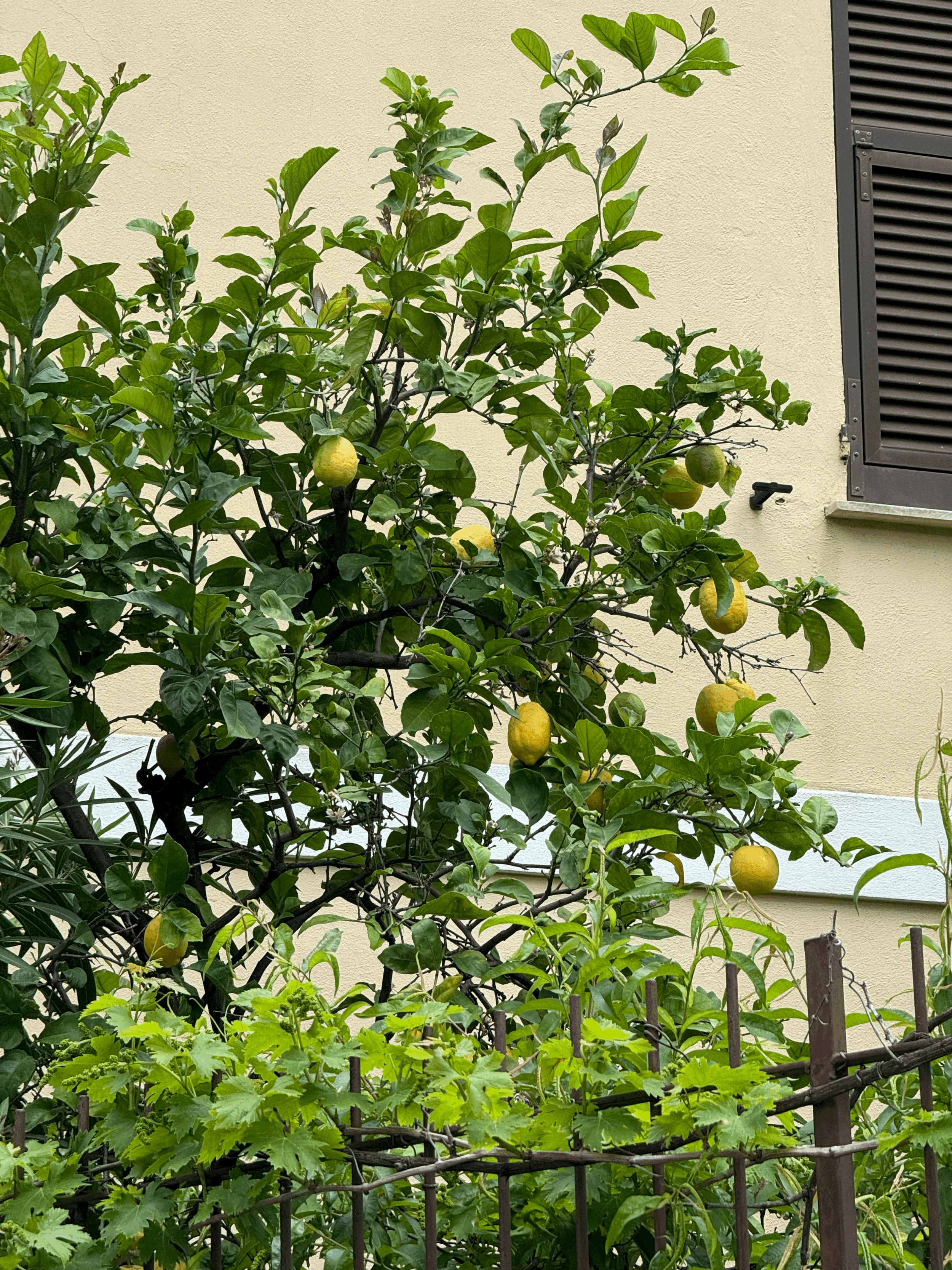 Prantsuse Riviera ja Toscana vahel paiknev Itaalia Riviera