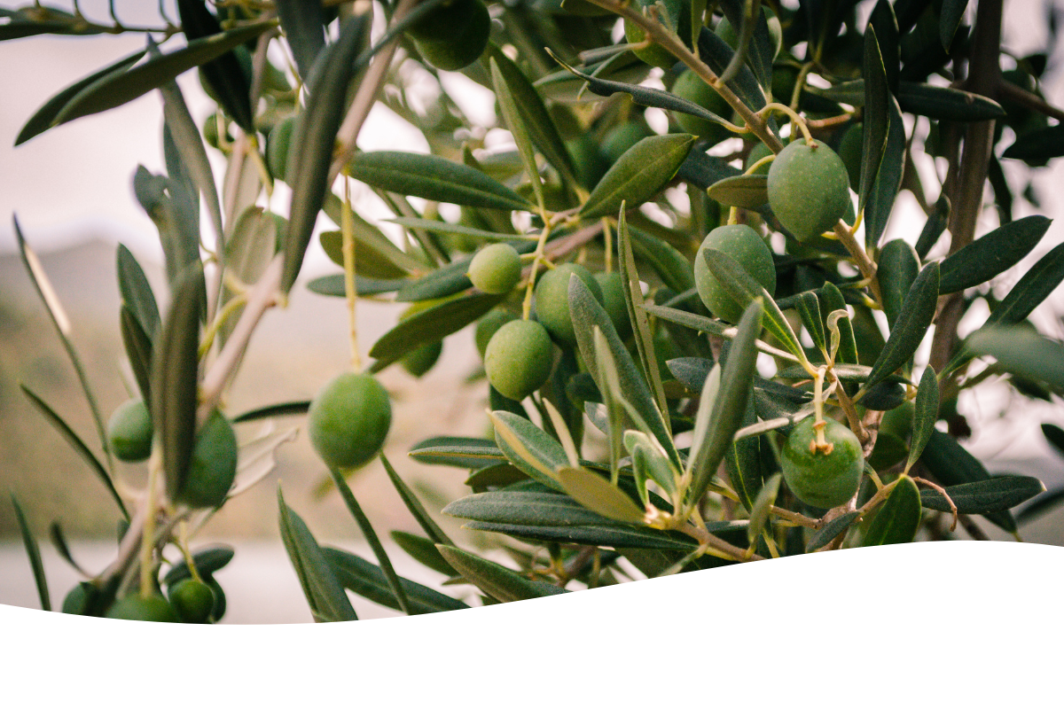 Green olives on an olive tree branch with elongated dark green leaves