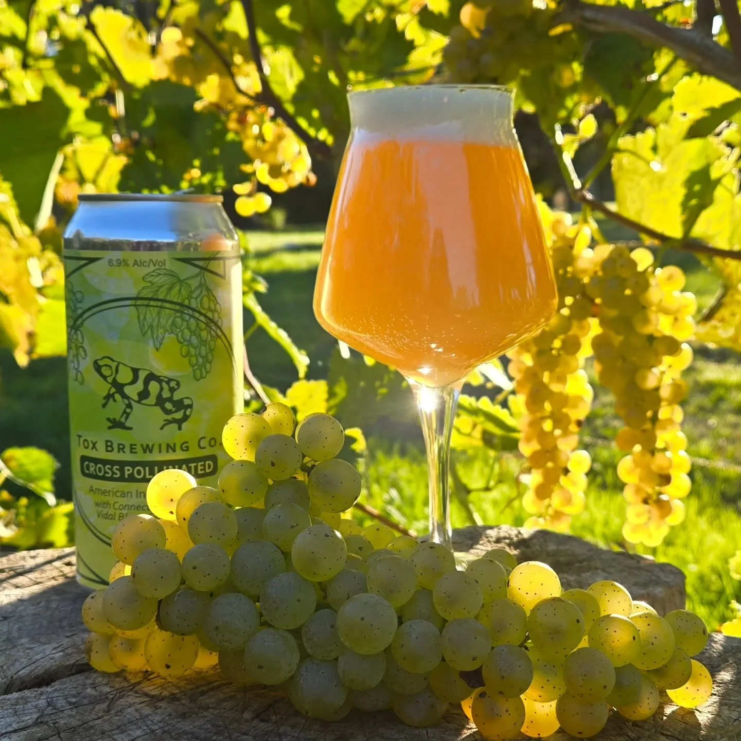 Cross Pollinated w/ Vidal Blanc is back! Our rare annual Tox treat fuses hops and grapes and blurs the line between beer and wine. And like all good things, this one has a story.
.
Our co-founder Dayne is a busy guy. But each year, on top of everythi