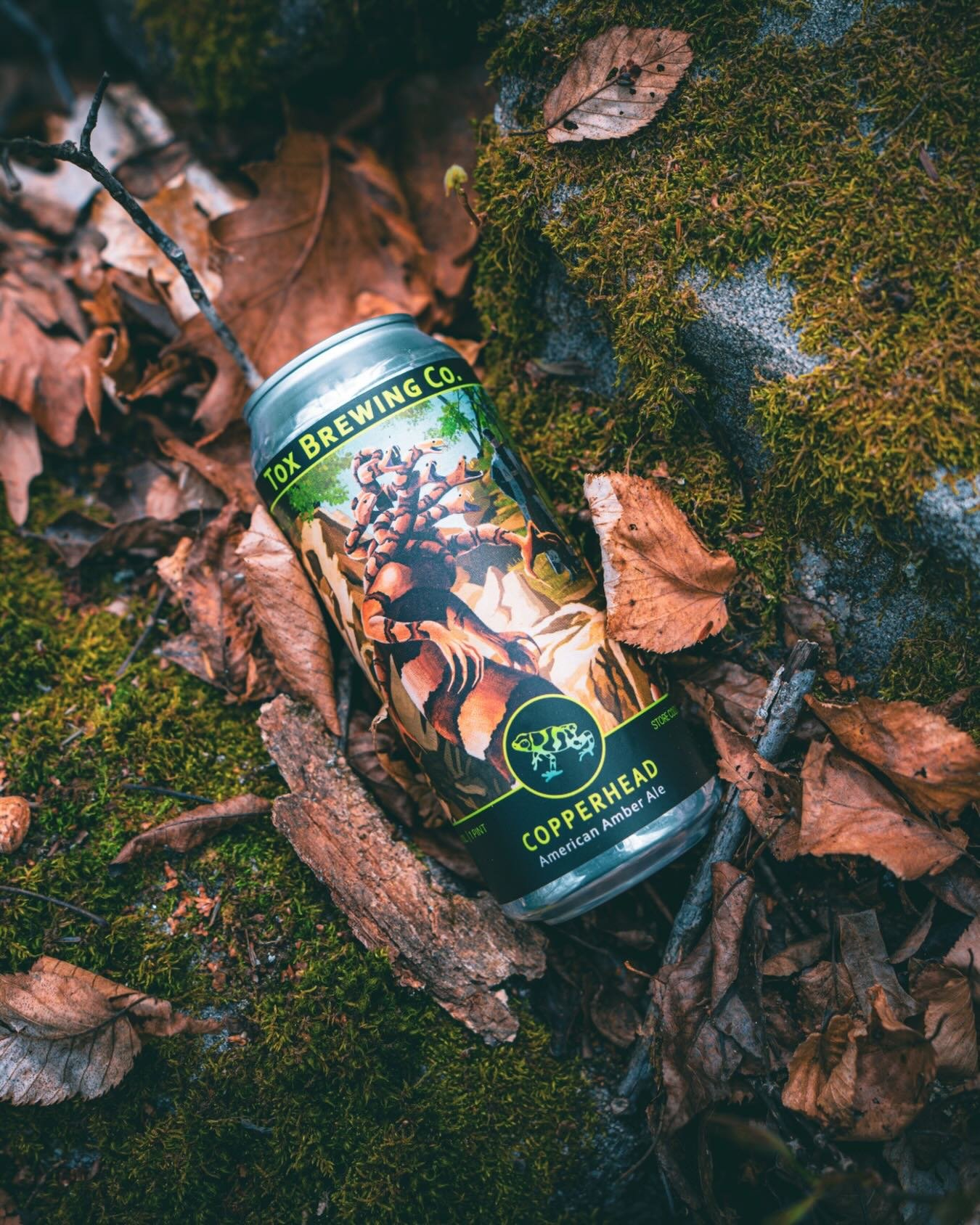 Do you see it? Coiled up, blending in with those dry leaves between the rocks. Did you know that we have two species of pit vipers living here in Connecticut? One of those, the Copperhead, emerges from their dens in the middle of April and remain act