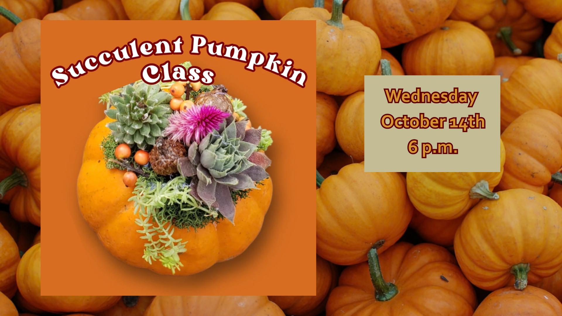 Succulent Pumpkin Workshop
