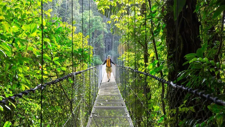 rainforestbridge.jpg