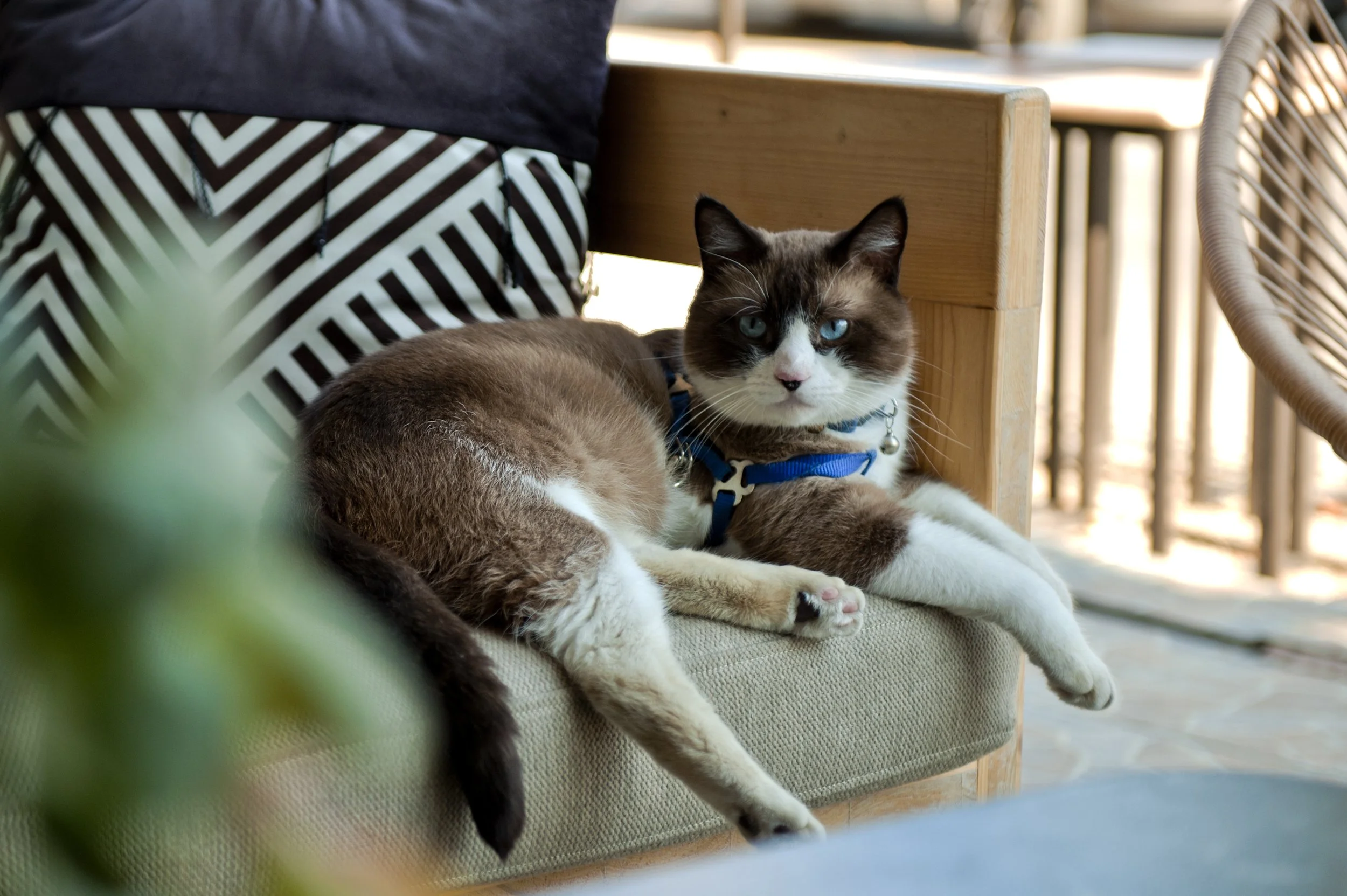 A brown and white cat with blue eyes lying on a cushion on a wooden outdoor furniture piece, with a striped bag and a chair in the background.