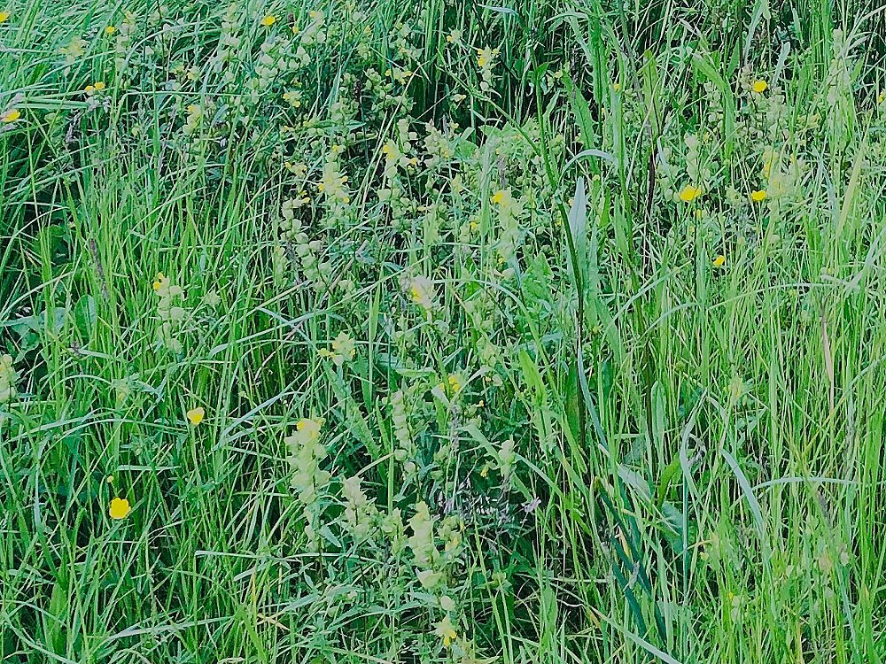 Yellow+rattle.jpg
