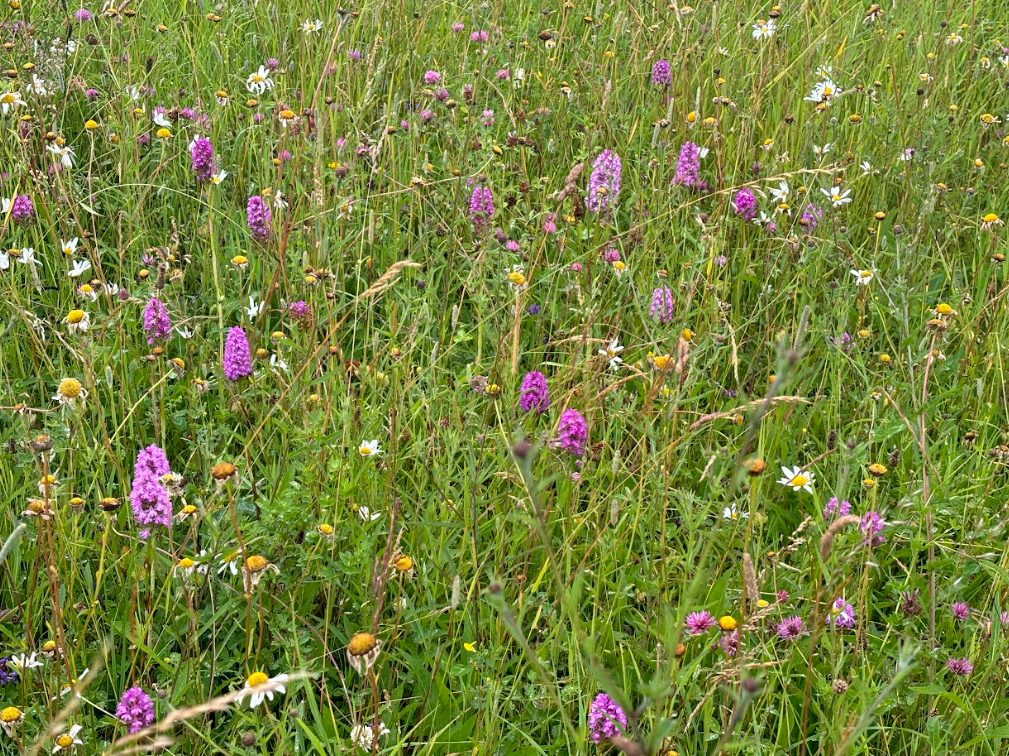 Meadow view.png