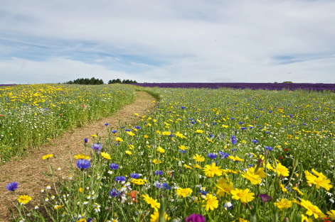 Big meadow.png