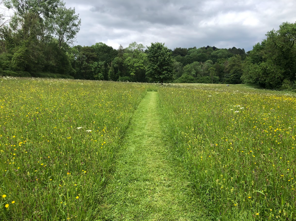 Cut path thru meadow.png