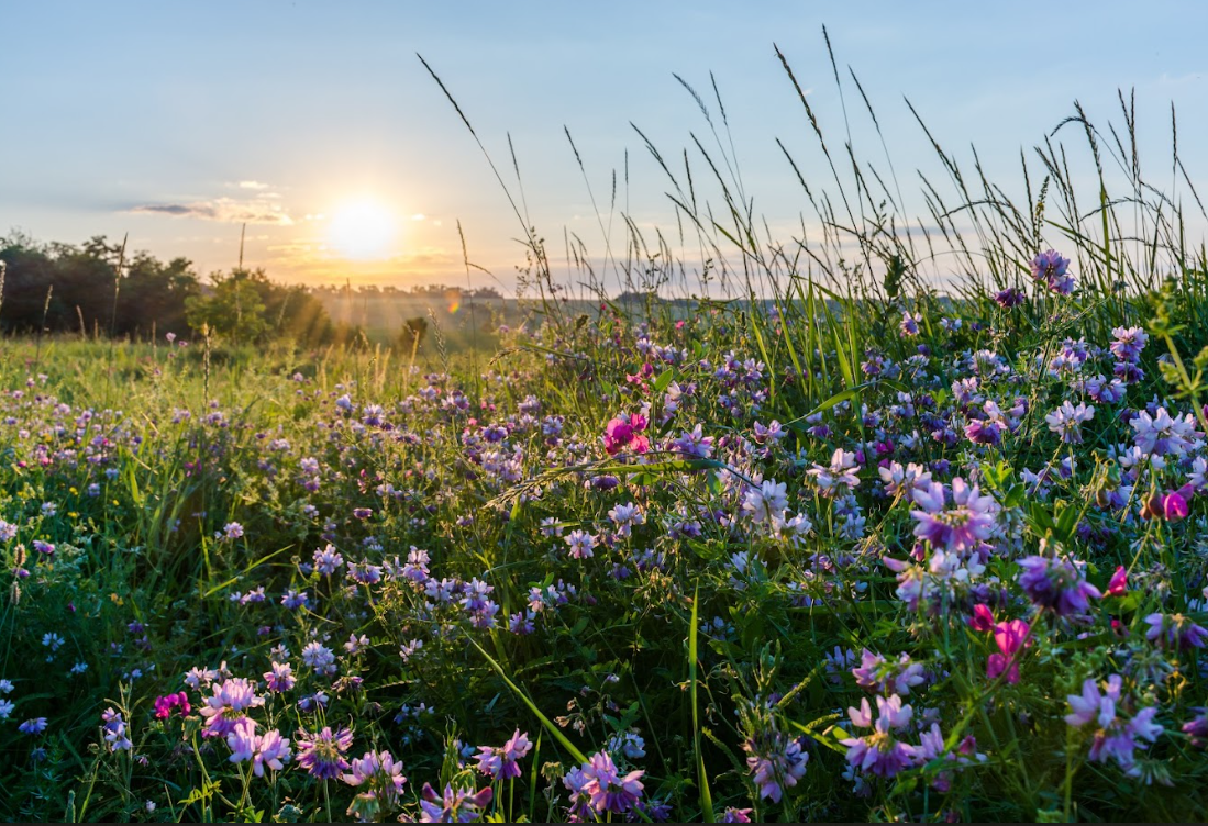 Sunset through meadow.png