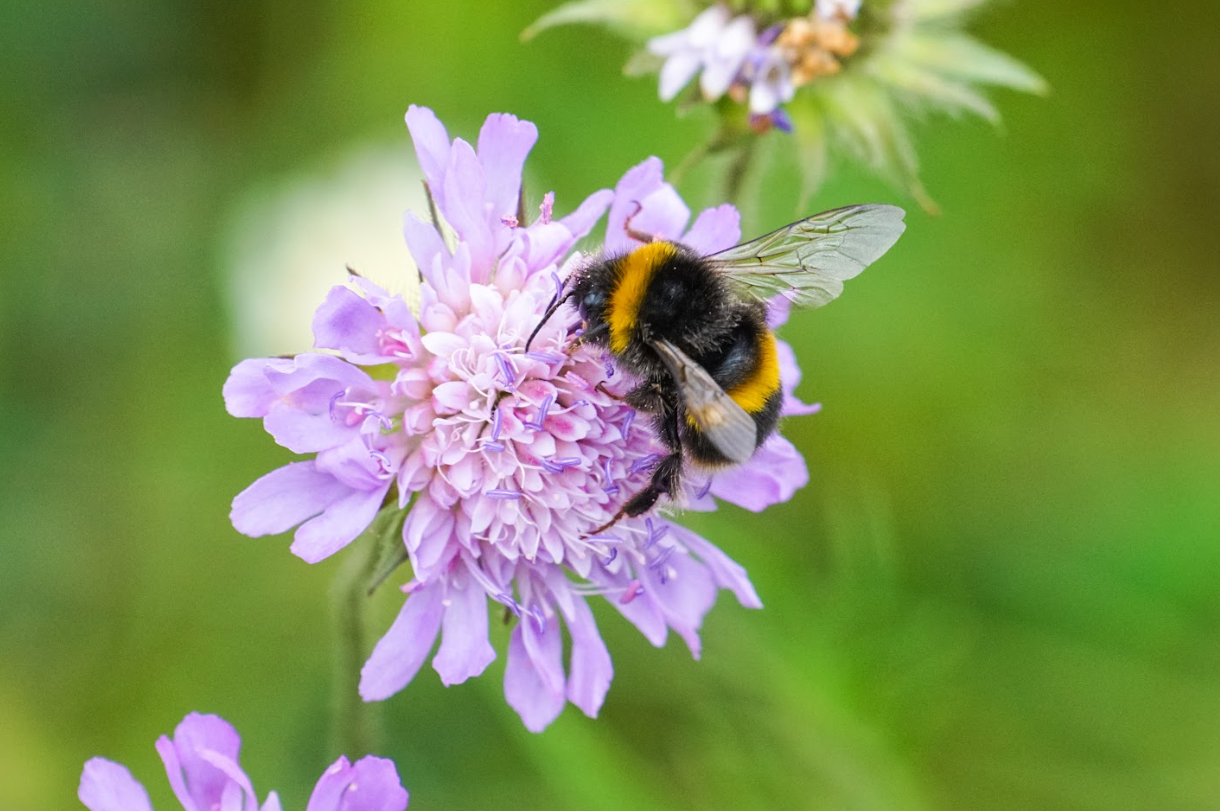 Bee on Cornflower.png