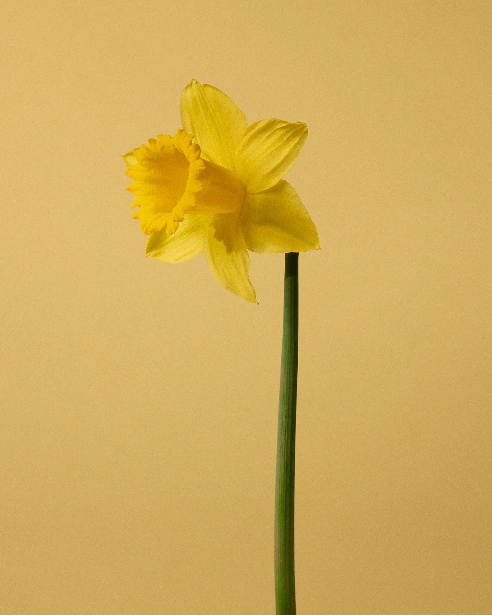 Spring-Experiments-2026-022-.jpg