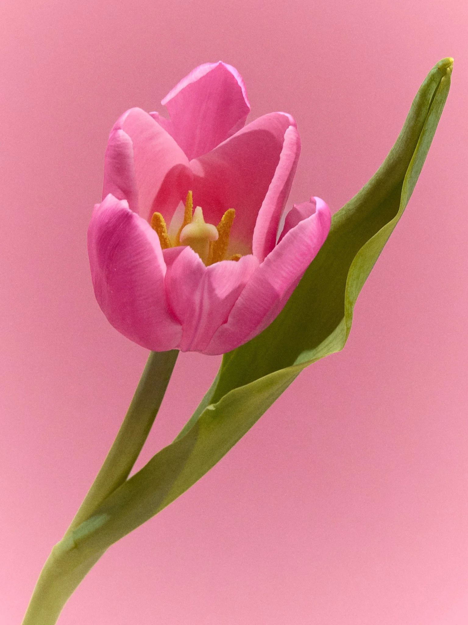 Spring-Experiments-2026-211-.jpg